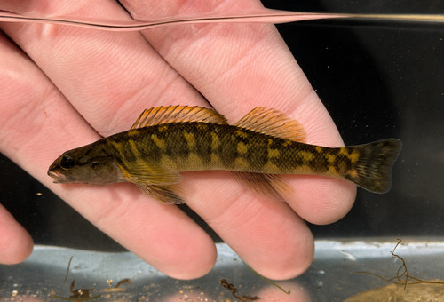 Bronze darter (Percina palmaris) — Percidae — 2