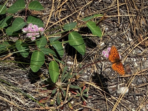 iNaturalist observation photo of Pacific Fritillary