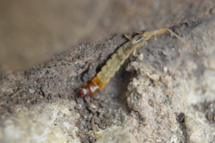 Japygidae