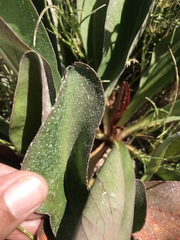 Limonium californicum