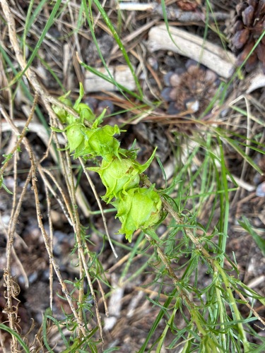 iNaturalist observation photo of Rosette Bud Gall Midge