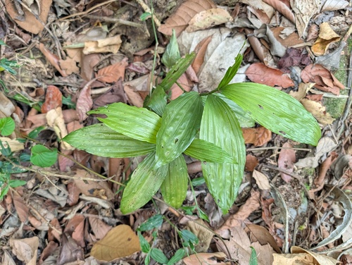 Corymborkis veratrifolia observed 2026-06-11