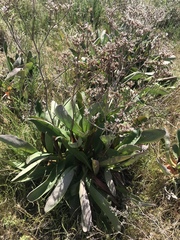 Limonium californicum