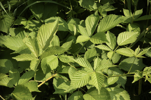Rubus X elegantulus