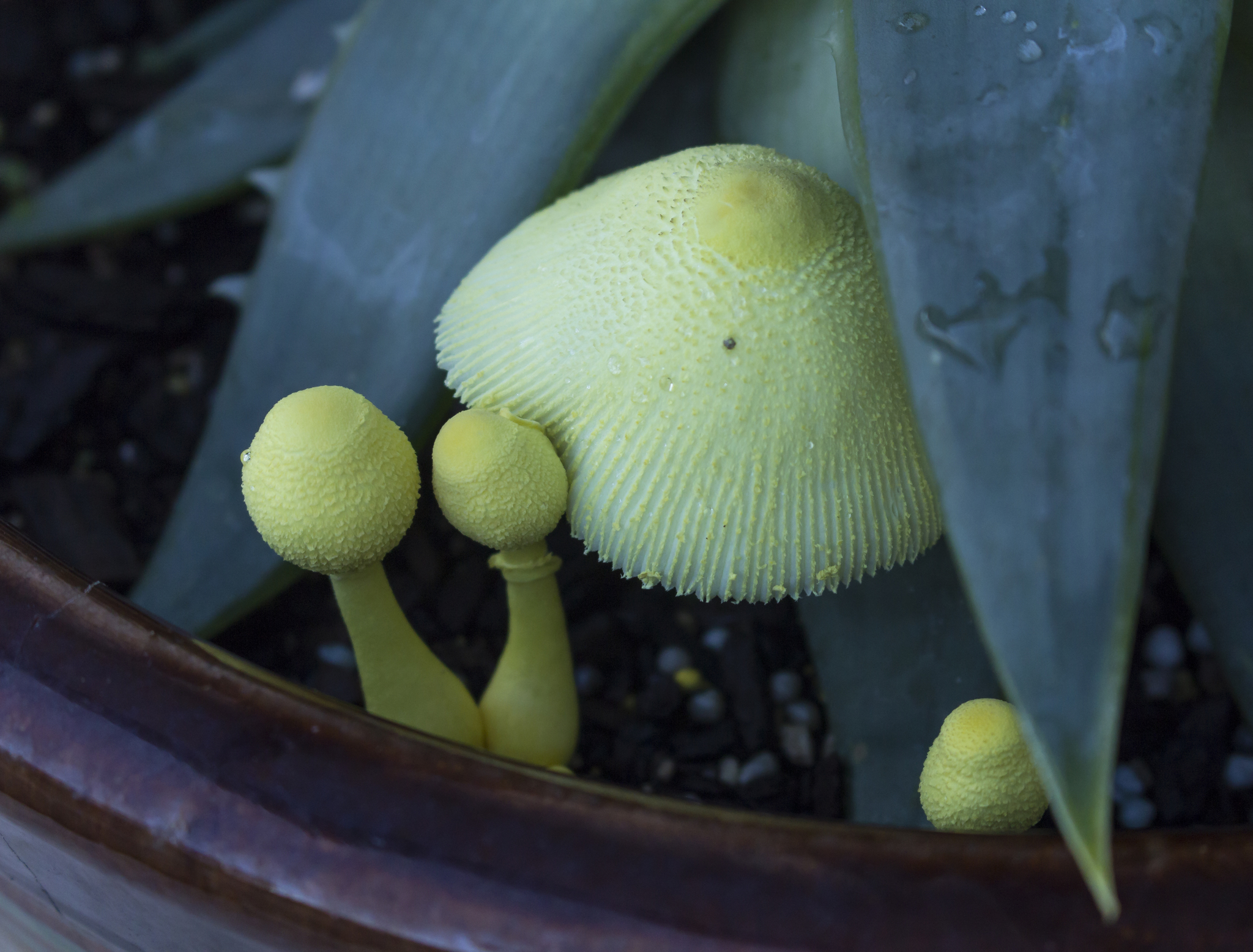Leucocoprinus birnbaumii image