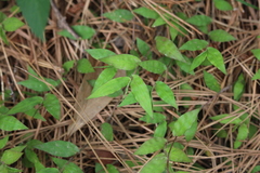 Oplismenus hirtellus setarius