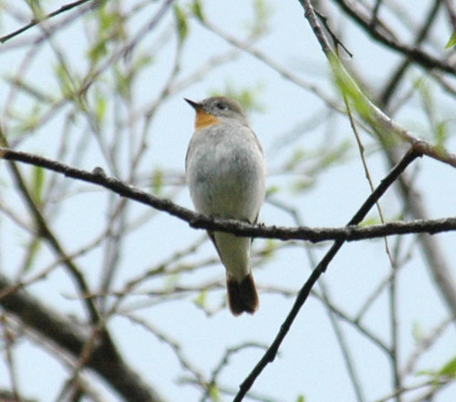 Taiga Flycatcher