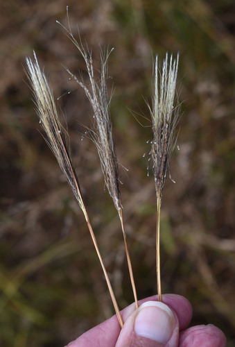 Pseudopogonatherum contortum observed 2026-05-01