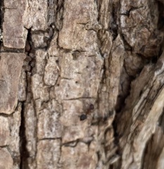 Crematogaster cerasi