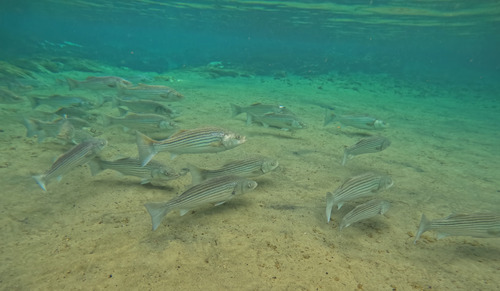 Striped Bass, photo 5 of 8