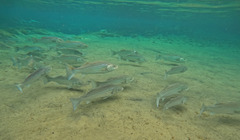 Striped Bass photo 5