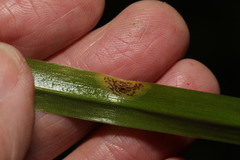 Uromyces hyacinthi