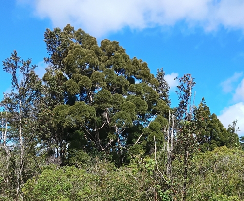 Gymnostoma papuanum observed 2026-05-04