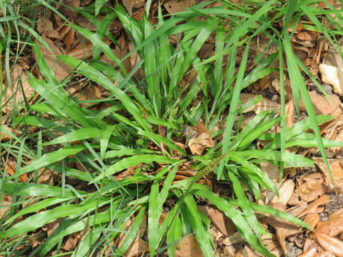 Paspalum langei