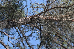 Pinus banksiana image
