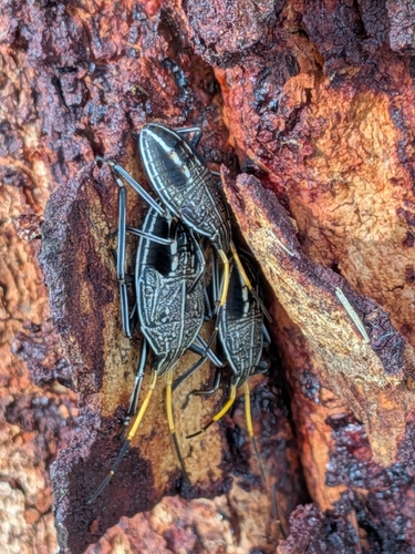 Poecilometis apicalis