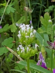 Plectritis macrocera