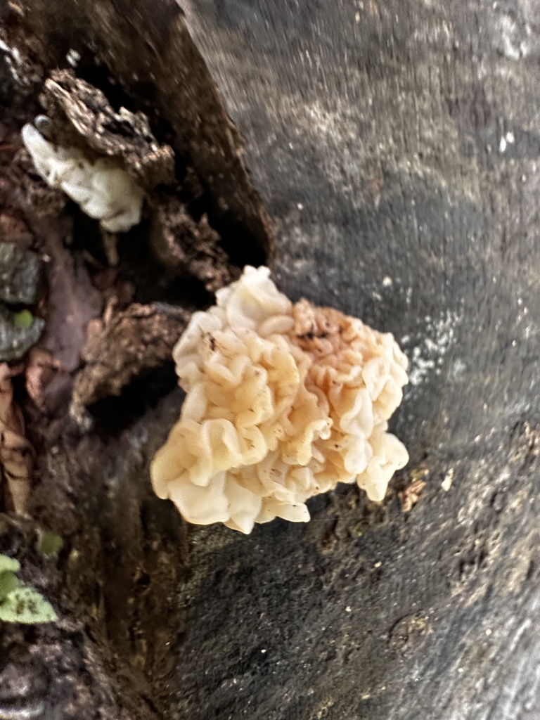 white jelly fungus · June 2026 · photo: Photo: (c) gwt2102, some rights reserved (CC BY) · iNaturalist