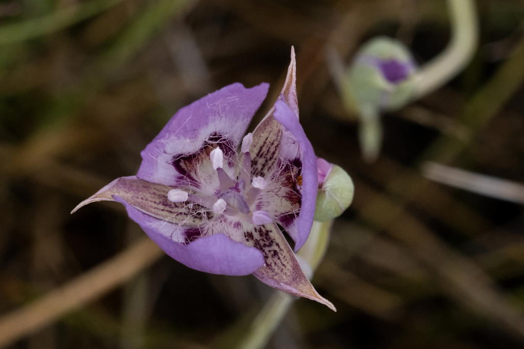 Calochortus longebarbatus; photograph (c) Sam Eberhard, some rights reserved (CC BY)