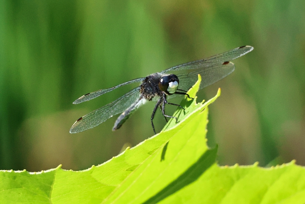 Dot-tailed Whiteface