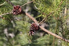 Pinus banksiana image
