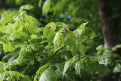 Contarinia negundinis