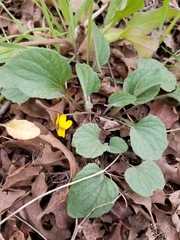 Viola purpurea