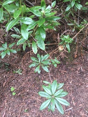 Rhododendron columbianum