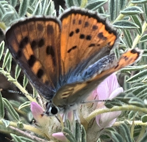 Purple-shot Copper, Catania, Sicily, IT, photo 10 of 10