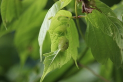 Contarinia negundinis