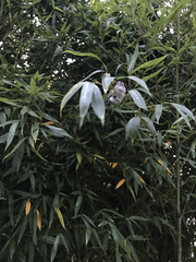 Calypte anna