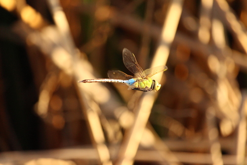 iNaturalist observation photo of Common Green Darner