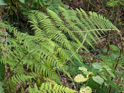 Macrothelypteris polypodioides observed 2026-06-11
