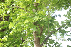 Contarinia negundinis