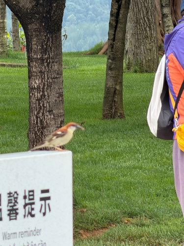 Russet Sparrow