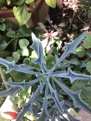 Baculellum articulatum × senecio oxyriifolius tropaeolifolius