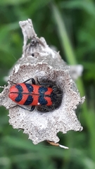 Trichodes umbellatarum