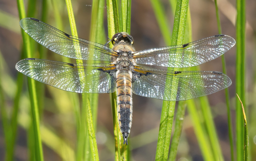 iNaturalist observation photo of Four-spotted Skimmer