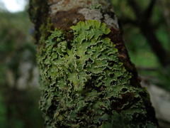 Pannaria farinosa