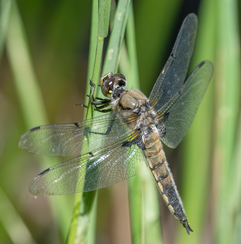 iNaturalist observation photo of Four-spotted Skimmer