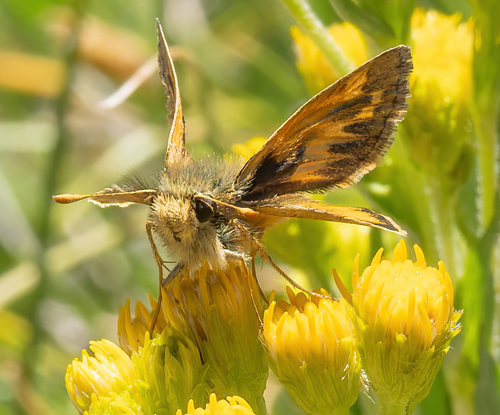 iNaturalist observation photo of Sandhill Skipper