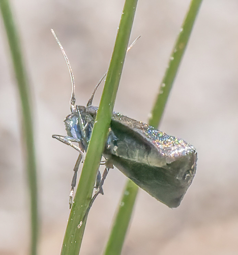 iNaturalist observation photo of Butterflies and Moths
