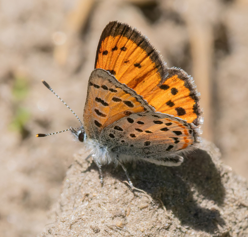 iNaturalist observation photo of Lustrous Copper