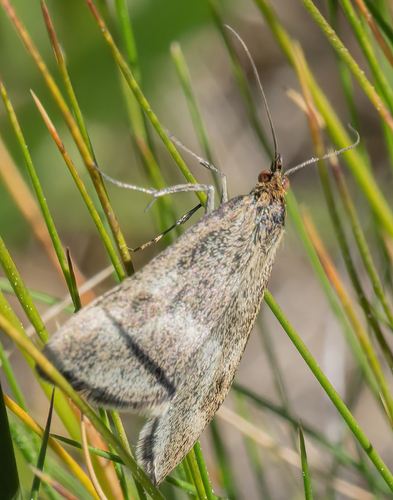 iNaturalist observation photo of One-banded Pyrausta