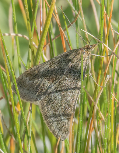 iNaturalist observation photo of One-banded Pyrausta