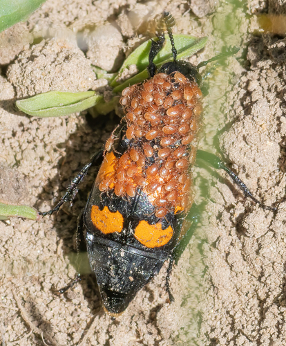 iNaturalist observation photo of Boreal Burying Beetle