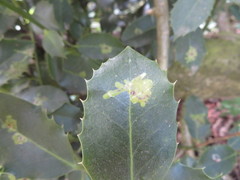 Phytomyza ilicis