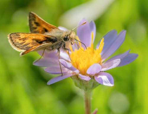 iNaturalist observation photo of Sandhill Skipper