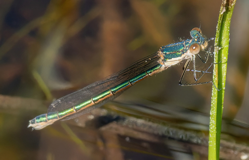 iNaturalist observation photo of Emerald Spreadwing