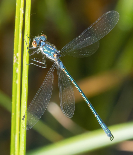 iNaturalist observation photo of Emerald Spreadwing
